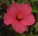 Hibiscus Residential Care Home