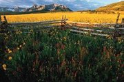 Mountain View Gardens