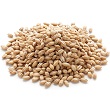 Barley and tomato risotto