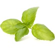 Basil asparagus soup