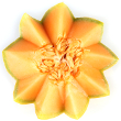 Melon fool